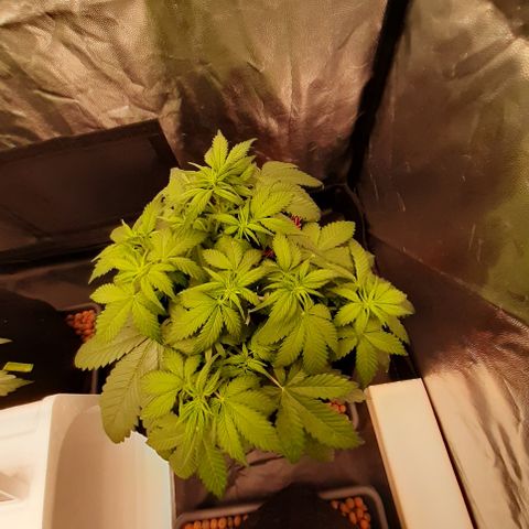 Lemon Cherry Cookies growlog photo: S heiss kamera. Weitwinkel und in wahrheir viel dunkleres grün