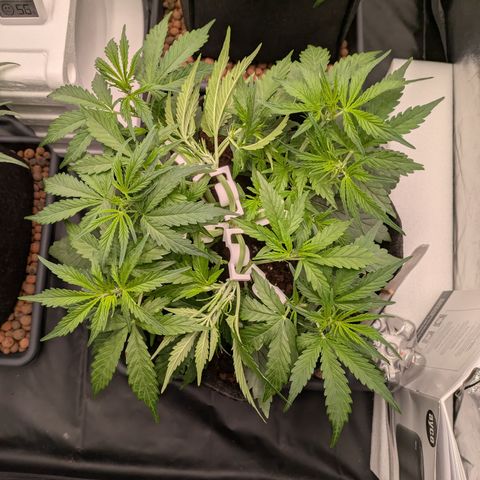 Gorilla Z growlog timeline photo