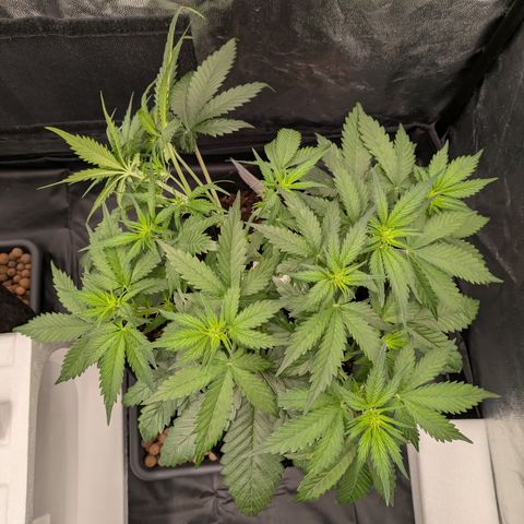 Lemon Cherry Cookies growlog timeline photo
