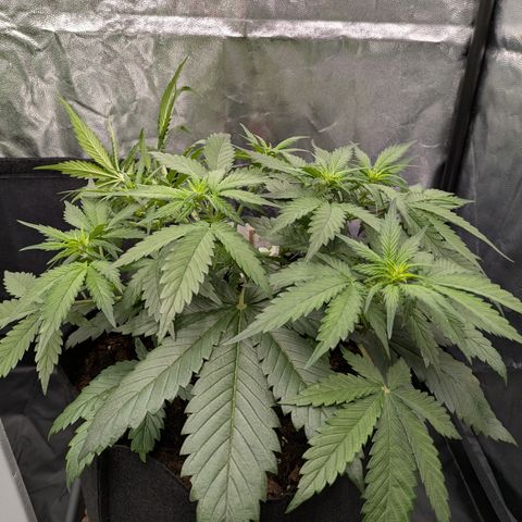 Lemon Cherry Cookies growlog timeline photo