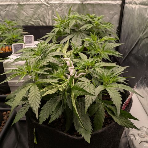 Gorilla Z growlog timeline photo