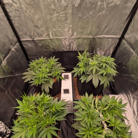 Gorilla Z growlog timeline photo