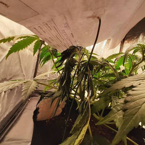 Lemon Cherry Cookies growlog photo: Abgebrochener stamm mit "sonnenschirm" abgedeckt