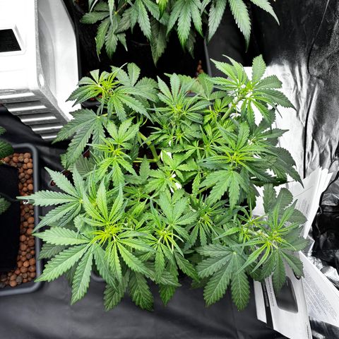 Gorilla Z growlog timeline photo