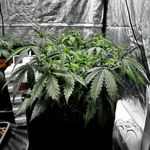 Gorilla Z growlog timeline photo