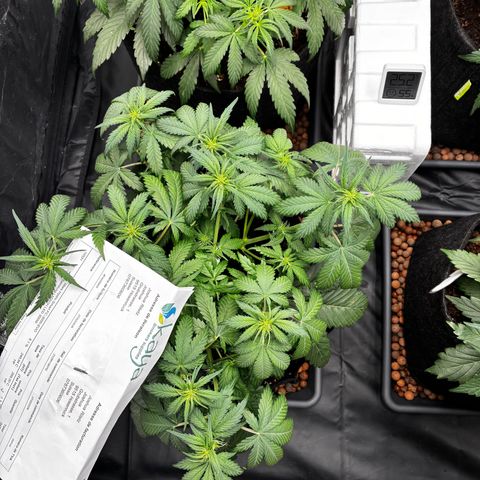 Lemon Cherry Cookies growlog timeline photo
