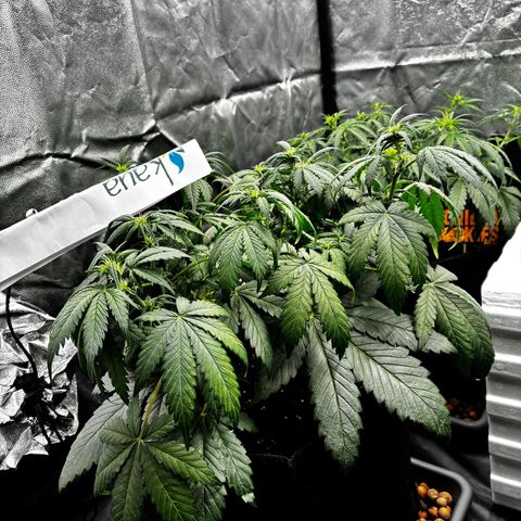 Lemon Cherry Cookies growlog timeline photo