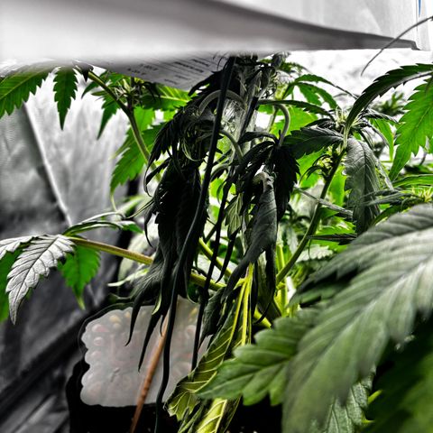 Lemon Cherry Cookies growlog timeline photo