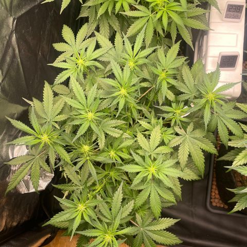 Lemon Cherry Cookies growlog timeline photo
