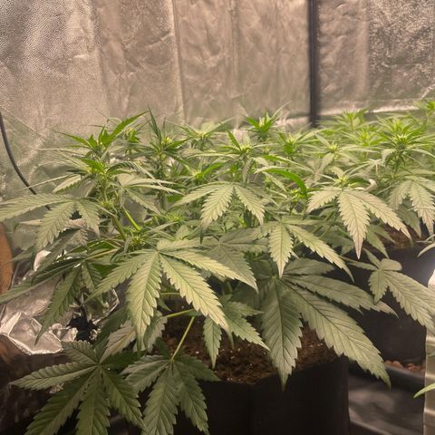 Lemon Cherry Cookies growlog timeline photo