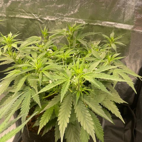 Gorilla Z growlog timeline photo
