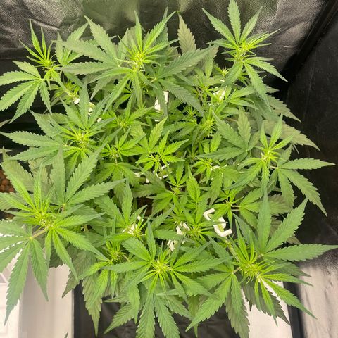 Gorilla Z growlog timeline photo