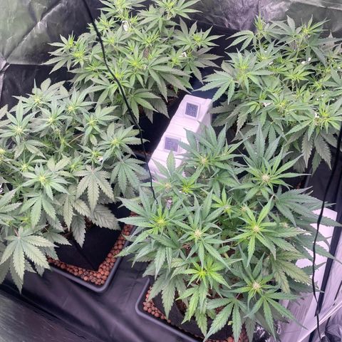 Gorilla Z growlog timeline photo