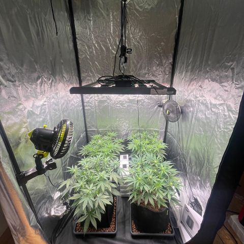 Gorilla Z growlog timeline photo