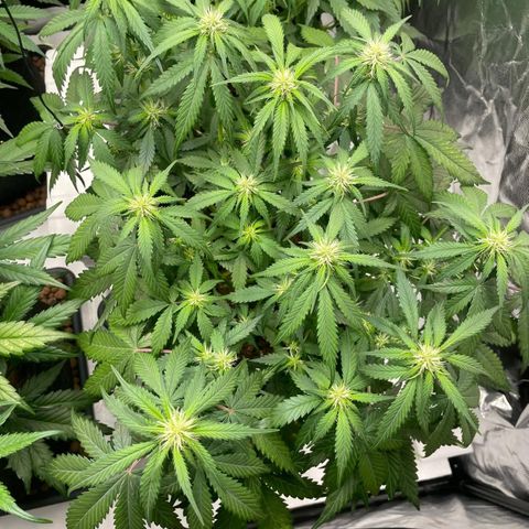 Lemon Cherry Cookies growlog timeline photo