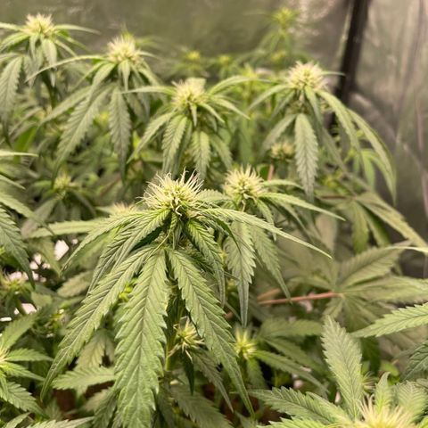 Lemon Cherry Cookies growlog timeline photo