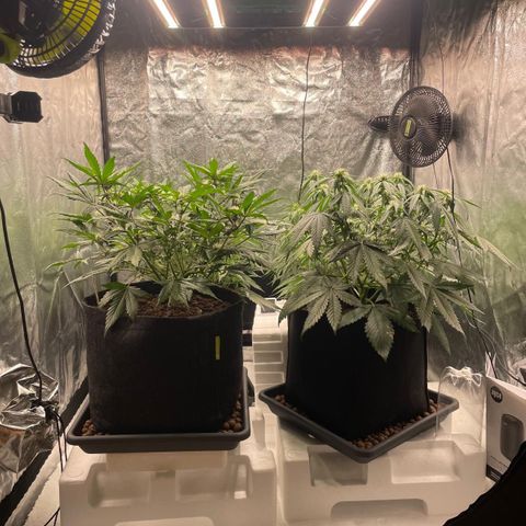 Lemon Cherry Cookies growlog timeline photo