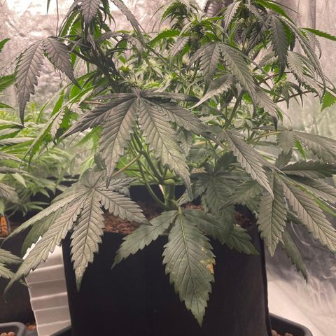 Lemon Cherry Cookies growlog timeline photo