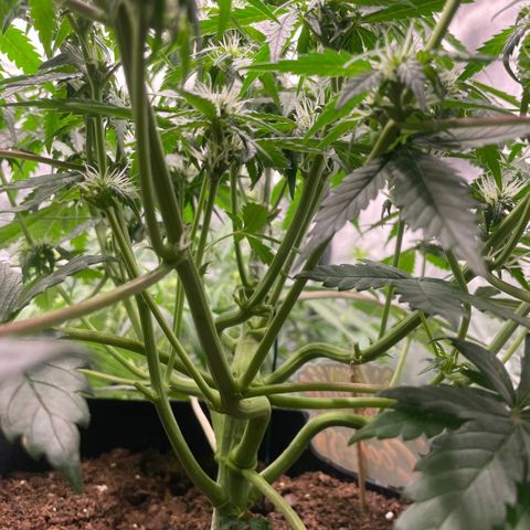 Lemon Cherry Cookies growlog timeline photo