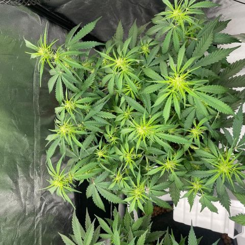 Gorilla Z growlog timeline photo