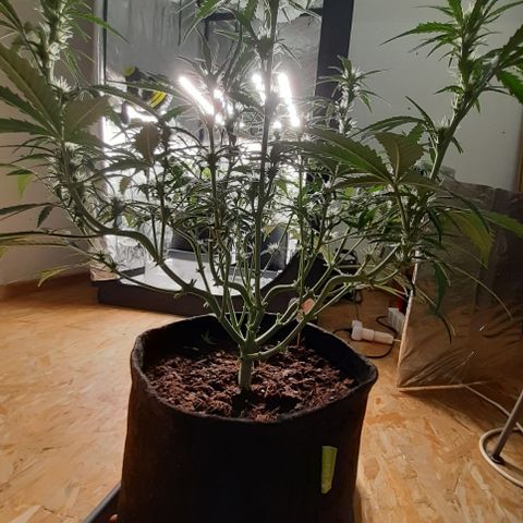 Gorilla Z growlog timeline photo