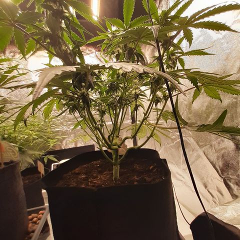 Lemon Cherry Cookies growlog timeline photo