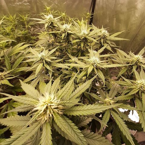Lemon Cherry Cookies growlog timeline photo