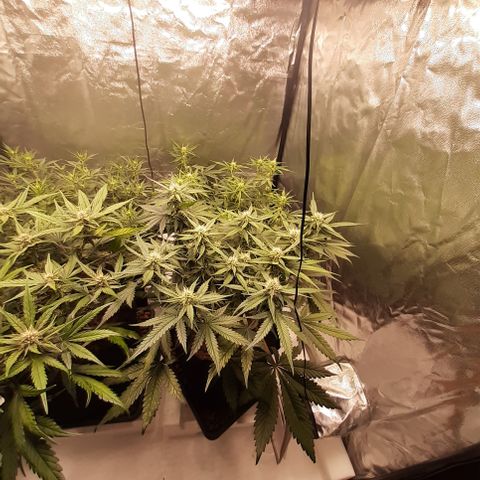 Lemon Cherry Cookies growlog timeline photo