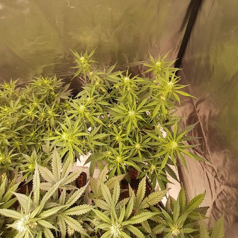 Gorilla Z growlog timeline photo
