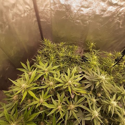 Gorilla Z growlog timeline photo