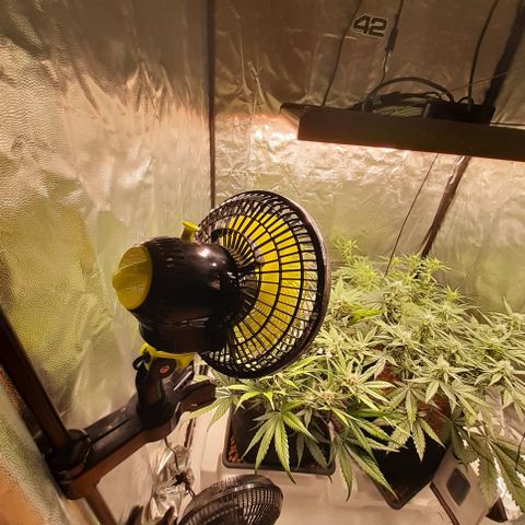 Gorilla Z growlog timeline photo