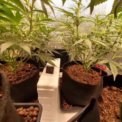 Gorilla Z growlog timeline photo