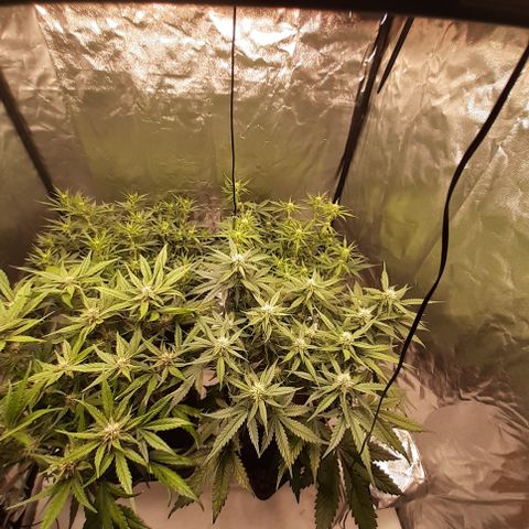 Gorilla Z growlog timeline photo