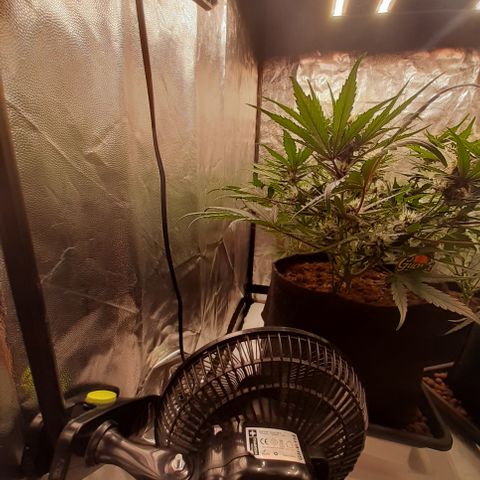 Gorilla Z growlog timeline photo