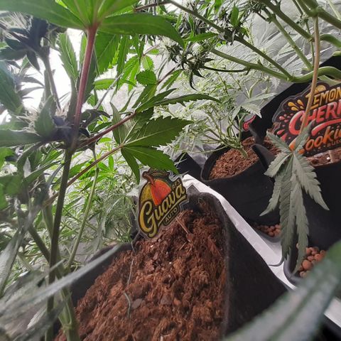 Gorilla Z growlog timeline photo