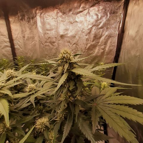 Lemon Cherry Cookies growlog timeline photo