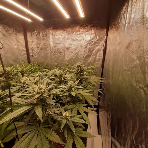 Lemon Cherry Cookies growlog timeline photo