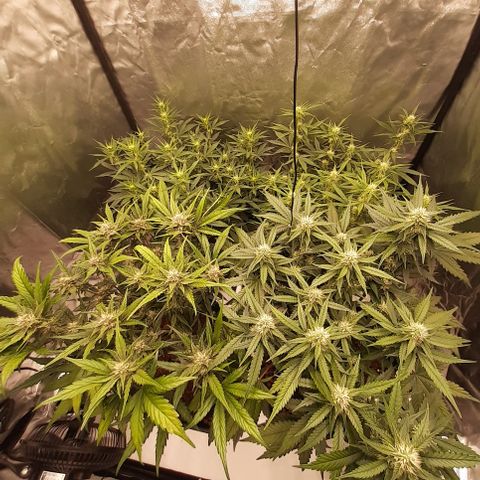 Lemon Cherry Cookies growlog timeline photo