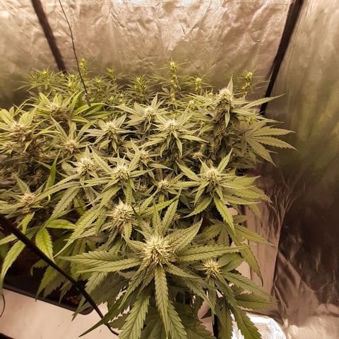 Lemon Cherry Cookies growlog timeline photo