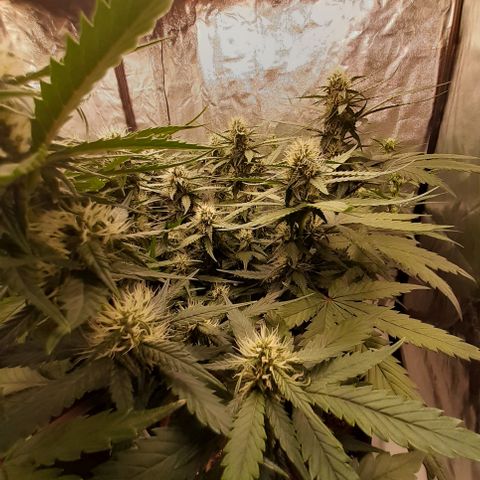 Lemon Cherry Cookies growlog timeline photo