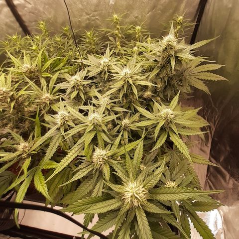 Lemon Cherry Cookies growlog timeline photo