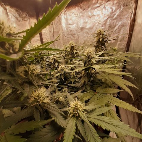 Lemon Cherry Cookies growlog timeline photo