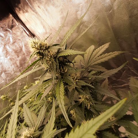 Lemon Cherry Cookies growlog timeline photo