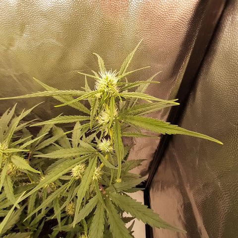 Gorilla Z growlog timeline photo