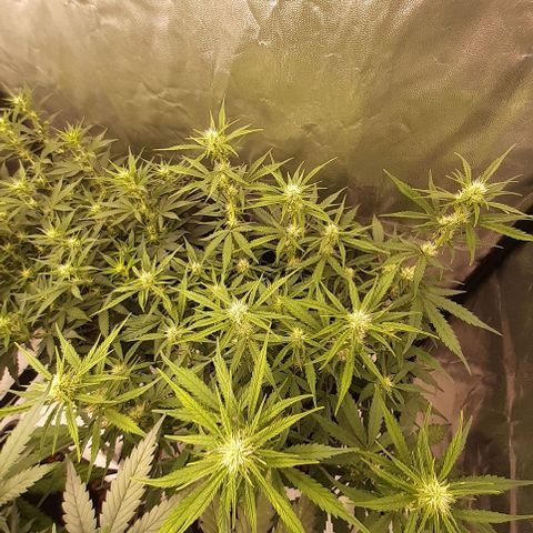 Gorilla Z growlog timeline photo