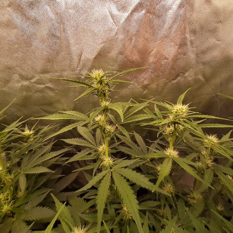 Gorilla Z growlog timeline photo