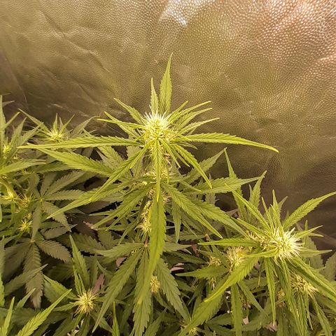 Gorilla Z growlog timeline photo