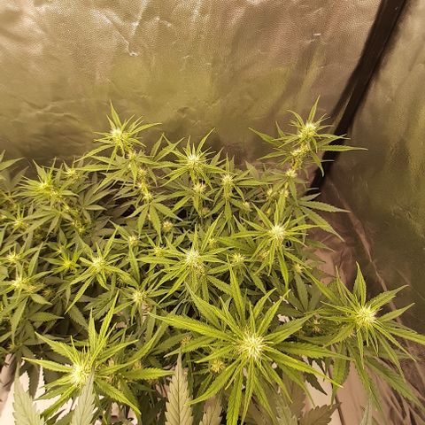 Gorilla Z growlog timeline photo