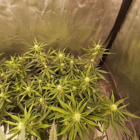 Gorilla Z growlog timeline photo