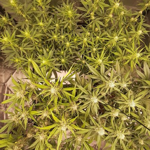 Gorilla Z growlog timeline photo
